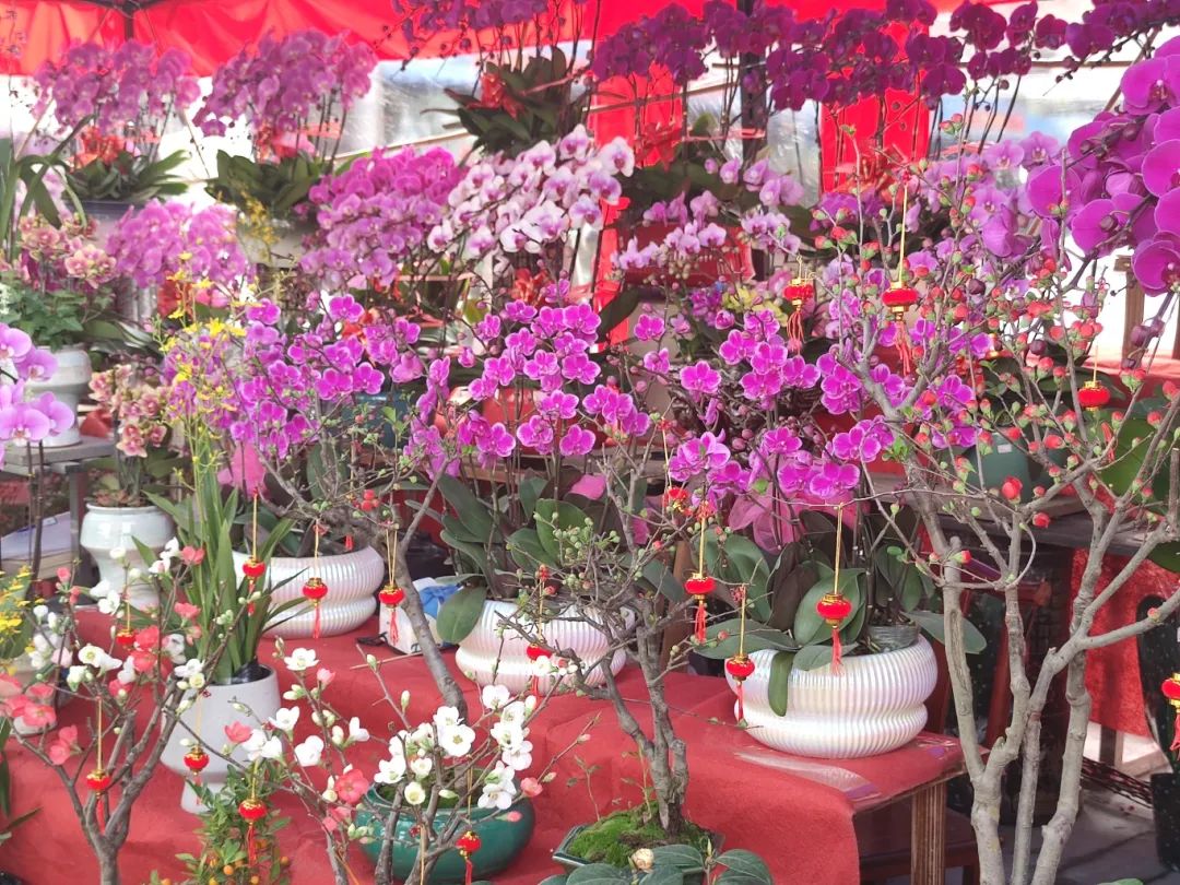 買(mǎi)年花過(guò)大年！花地灣古玩城迎春花市開(kāi)鑼啦！